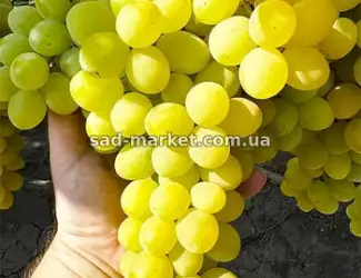 Зображення для оголошення Виноград Рататуй -черенки и саженцы
