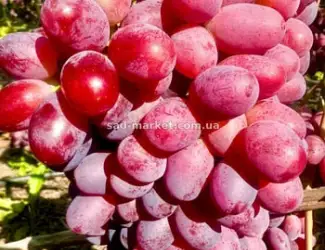 Зображення для оголошення Виноград Зоренька - саженцы и черенки