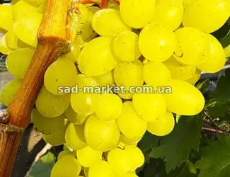 Зображення для оголошення Виноград Цимус - черенки и саженцы