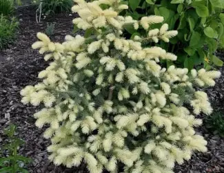 Зображення для оголошення Ялина колюча Біалобок (picea pungens Bialobok)