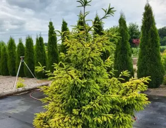 Зображення для оголошення Ялина східна Скайлендс (picea orientalis Skylanbs)