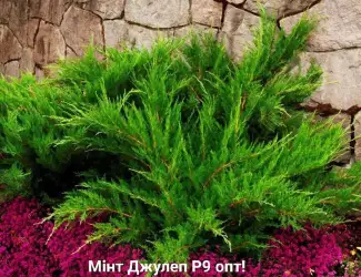 Зображення для оголошення Ялівець горизонтальний Мінт Джулеп 'Mint Julep '