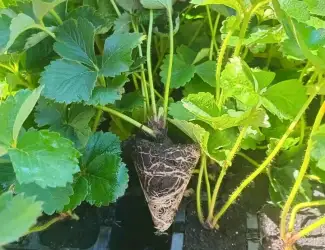 Зображення для оголошення Розсада,саджанці полуниці