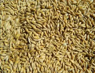 Зображення для оголошення Продам пшеницю Ячмінь ярий Фасовано в мішки