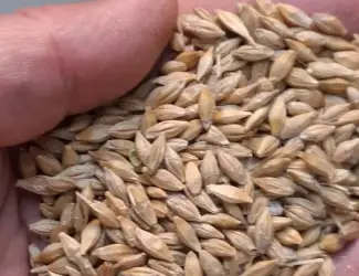 Зображення для оголошення Продам ячмінь посівний чистий