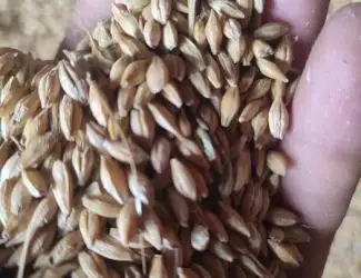 Зображення для оголошення Продам ячмінь ярий