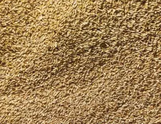 Зображення для оголошення Продам Ячмінь ярий