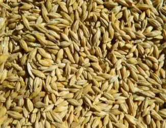 Зображення для оголошення Продам ярий ячмінь соту крісті