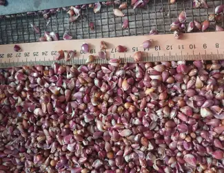 Зображення для оголошення Продам насіння часнику воздушка любаша