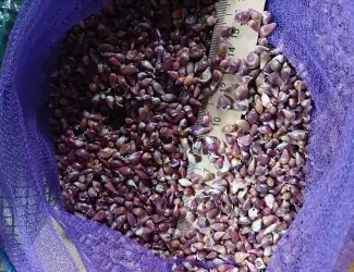 Зображення для оголошення Продам воздушку семян чеснока