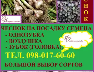 Зображення для оголошення Продам посівний часник на посадку