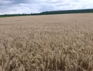 Зображення для оголошення Продам насіння третікале сорт Щедре (еліта)