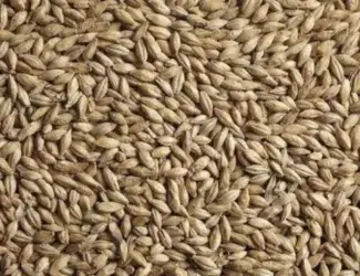 Зображення для оголошення Продам посівний третікале 2 репродукції