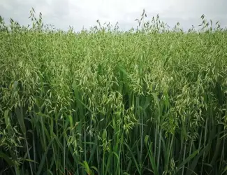 Зображення для оголошення Продам овес посівний та товарний, сорти Парламентс