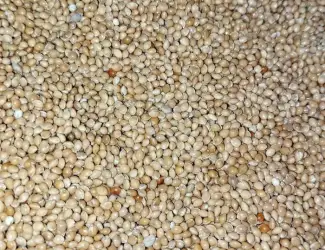 Зображення для оголошення Продам насіння просо жовте, червоне, чорне, біле