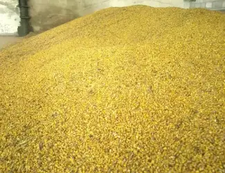 Зображення для оголошення Кукурудза кормова