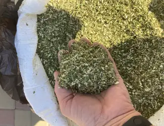 Продам махорку,домашній самосад