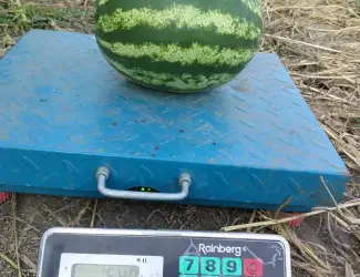 Продам кавун оптом