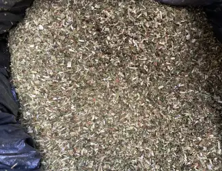Продам махорку самосад