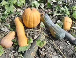 Зображення для оголошення Продам мускатний гарбуз