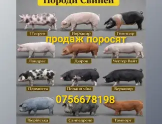 Зображення для оголошення Продам поросят дюрок ландрас петрен ф1