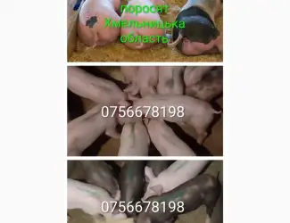 Зображення для оголошення Продам поросят петрен дюрок кантор велика біла макстер
