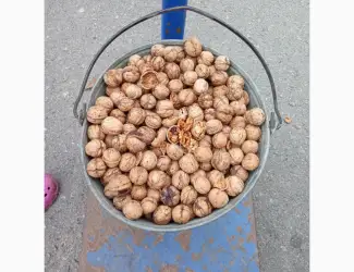 Куплю Грецкие орехи