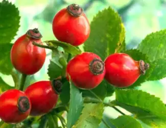 Зображення для оголошення Куплю шипшину