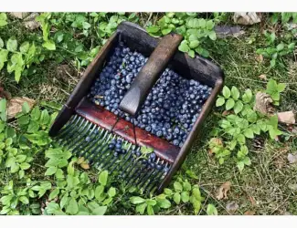 Зображення для оголошення Куплю Чорницю