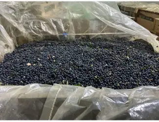 Зображення для оголошення Продам шоково заморожену лісову чорницю
