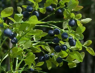 Зображення для оголошення Куплю чорницю