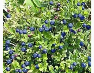 Зображення для оголошення Куплю чорницю