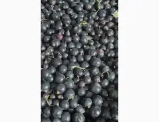 Куплю морожену смородину