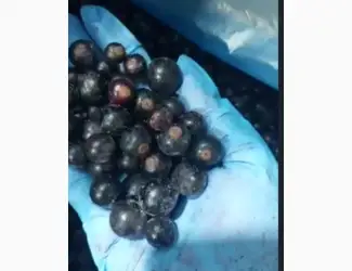 Зображення для оголошення Смородина чорна заморожена B-клас для переробки джему пюре соків від 5 тонн
