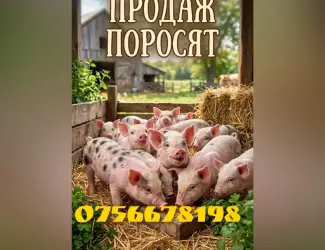 Зображення для оголошення Продам поросят