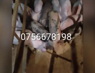Зображення для оголошення Продам поросят трохрородка