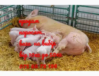 Зображення для оголошення Поросята