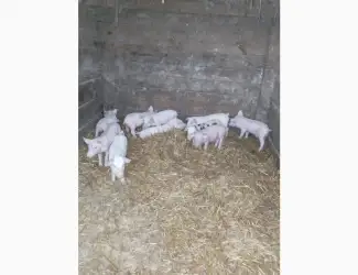 Зображення для оголошення Продам поросят