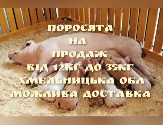 Зображення для оголошення Продам поросят