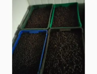 Продам смородину