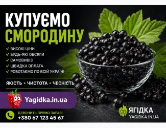 Зображення для оголошення Купуємося смородину