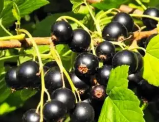 Зображення для оголошення Куплю смородину