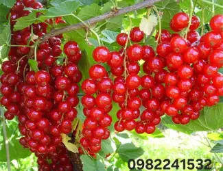 Зображення для оголошення Куплю поричку