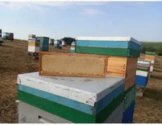 Продам стільниковий мед
