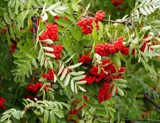 Зображення для оголошення Куплю горобину