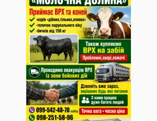 Зображення для оголошення Закуповуємо ВРХ у населення та господарств
