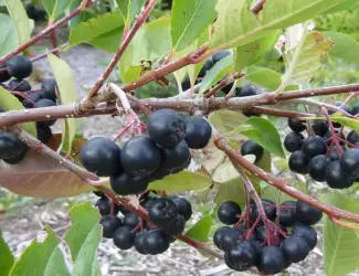 Зображення для оголошення Продам заморожена аронія оптом від 5 тонн чорноплідна горобина для соку Волинська обл. Fro