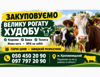 Зображення для оголошення Закуповуємо ВРХ
