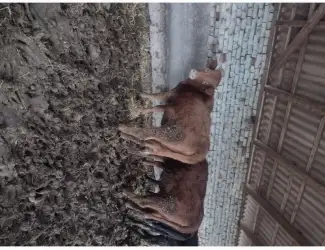 Продам КРС
