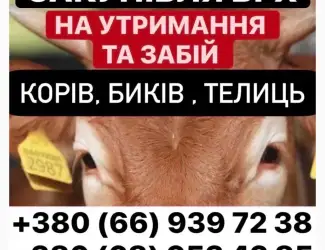 Зображення для оголошення Ферма закуповує ВРХ